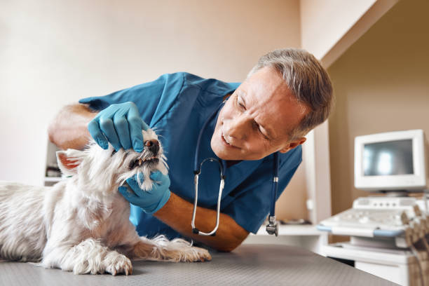 Best Emergency Dentist for Knocked-Out Tooth in Escondido, CA